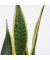 Schlangenpflanze Sansevieria Laurentii 14cm