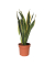 Schlangenpflanze Sansevieria Laurentii 14cm
