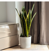 Schlangenpflanze Sansevieria Laurentii 21cm