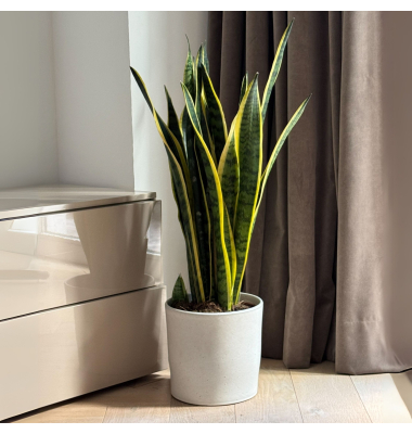 Schlangenpflanze Sansevieria Laurentii 21cm