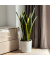 Schlangenpflanze Sansevieria Laurentii 21cm