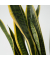 Schlangenpflanze Sansevieria Laurentii 21cm