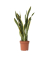 Schlangenpflanze Sansevieria Laurentii 21cm