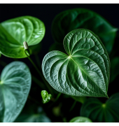 Flamingoblume Anthurium Alaska White 17cm
