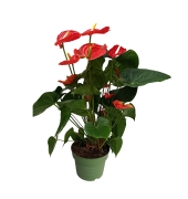 Flamingoblume Anthurium Madural Red 17cm