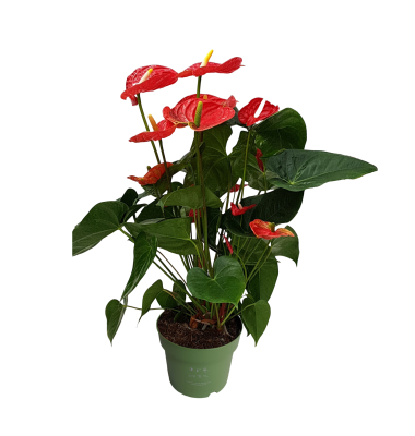 Flamingoblume Anthurium Madural Red 17cm