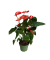Flamingoblume Anthurium Madural Red 17cm