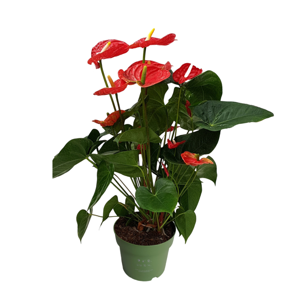 4003969171848 - Flamingoblume Anthurium Madural Red 17cm 4003969171848 Soennecken
