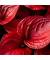 Flamingoblume Anthurium Madural Red 17cm