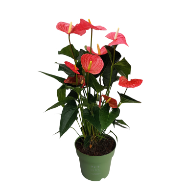 Flamingoblume Anthurium Maine Pink 17cm