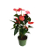 Flamingoblume Anthurium Maine Pink 17cm
