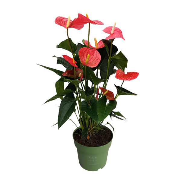 4003969171879 - Flamingoblume Anthurium Maine Pink 17cm 4003969171879 Soennecken