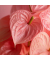 Flamingoblume Anthurium Maine Pink 17cm