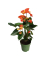 Flamingoblume Anthurium Madural Orange 17cm