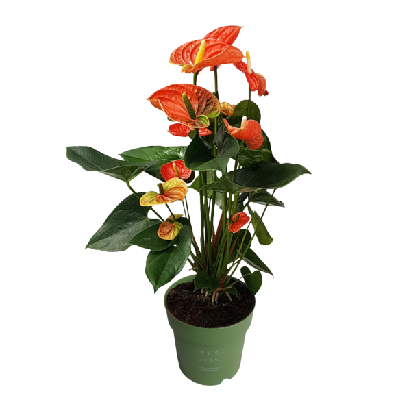4003969171886 - Flamingoblume Anthurium Madural Orange 17cm 4003969171886 Soennecken