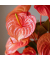 Flamingoblume Anthurium Madural Orange 17cm
