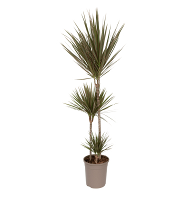 Drachenbaum XL Dracaena Bicolor 24cm