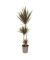 Drachenbaum XL Dracaena Bicolor 24cm