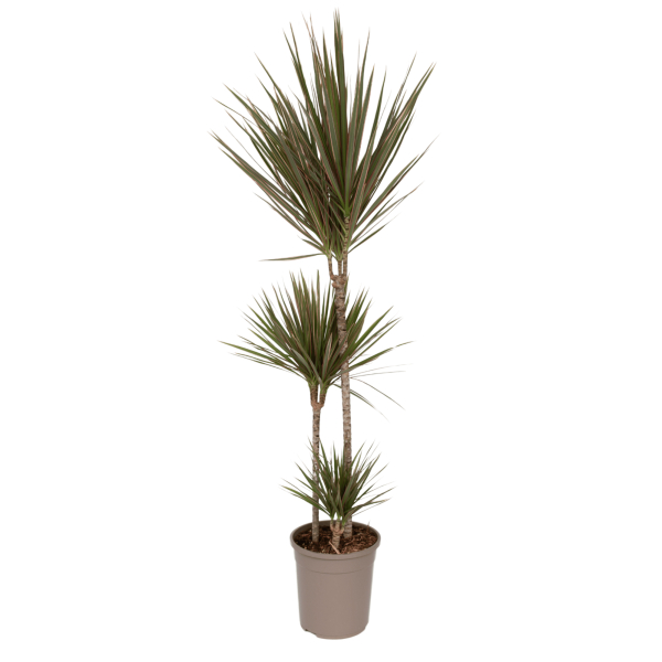 4003969172401 - Drachenbaum XL Dracaena Bicolor 24cm 4003969172401 Soennecken