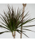 Drachenbaum XL Dracaena Marginata 24cm