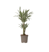 Drachenbaum Dracaena Deremensis White Stripe 17cm