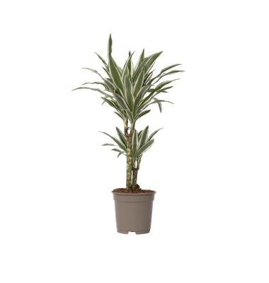 Drachenbaum Dracaena Deremensis White Stripe 17cm