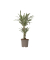 Drachenbaum Dracaena Deremensis White Stripe 17cm