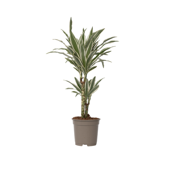 4003969172425 - Drachenbaum Dracaena Deremensis White Stripe 17cm 4003969172425 Soennecken