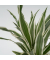 Drachenbaum Dracaena Deremensis White Stripe 17cm