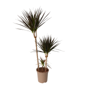 Drachenbaum XL Dracaena Magenta 24cm