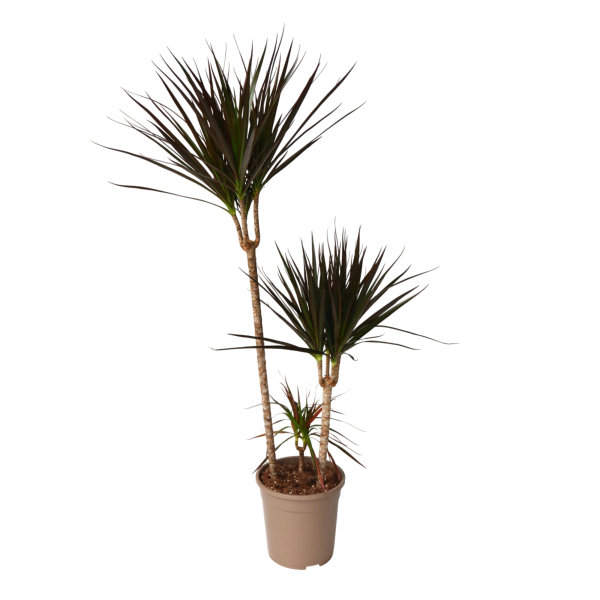 4003969172449 - Drachenbaum XL Dracaena Magenta 24cm 4003969172449 Soennecken