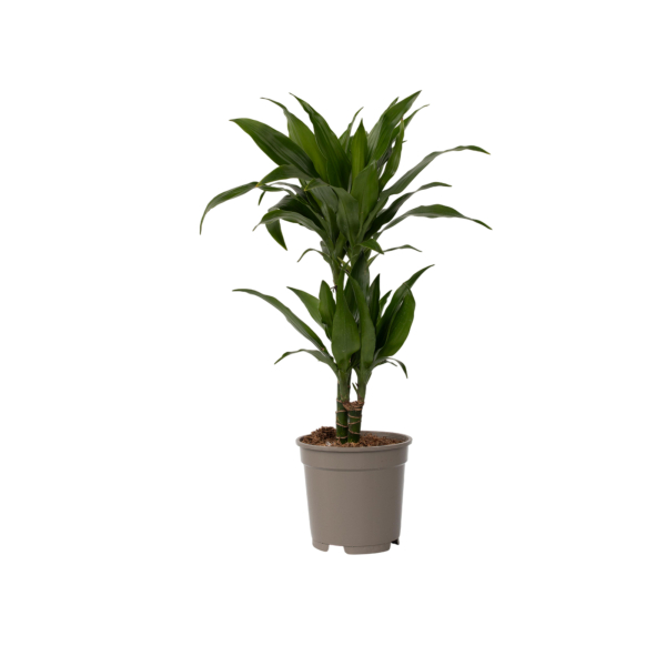 4003969172463 - Drachenbaum Dracaena Deremensis Janet Craig 17cm 4003969172463 Soennecken