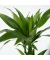 Drachenbaum Dracaena Deremensis Janet Craig 17cm
