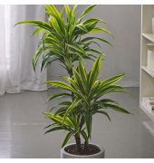 Drachenbaum Dracaena Deremensis Lemon Lime 17cm