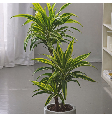 Drachenbaum Dracaena Deremensis Lemon Lime 17cm