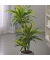 Drachenbaum Dracaena Deremensis Lemon Lime 17cm