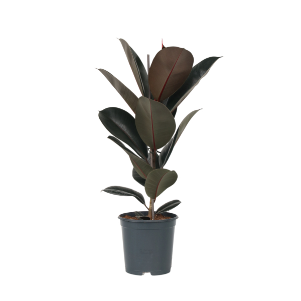 4003969171909 - Gummibaum Ficus Elastica Abidjan 24cm 4003969171909 Soennecken