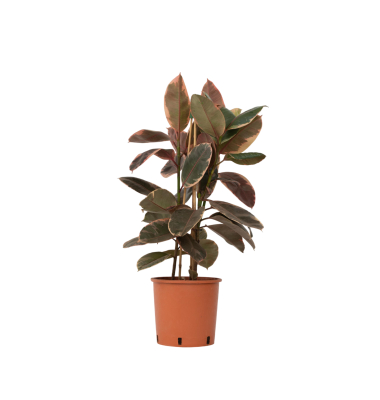 Gummibaum Ficus Elastica Belize 24cm