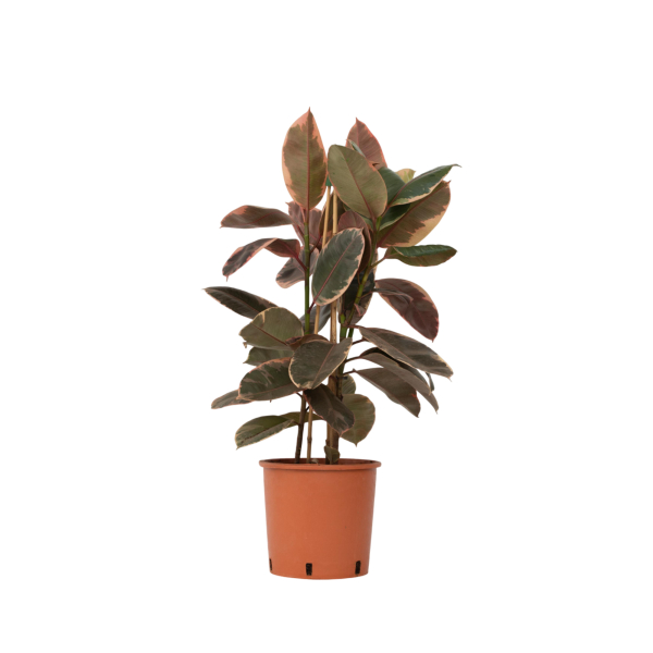 4003969171923 - Gummibaum Ficus Elastica Belize 24cm 4003969171923 Soennecken