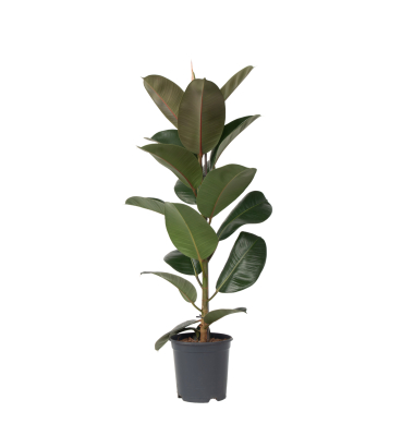 Gummibaum Ficus Elastica Robusta 24cm