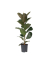 Gummibaum Ficus Elastica Robusta 24cm