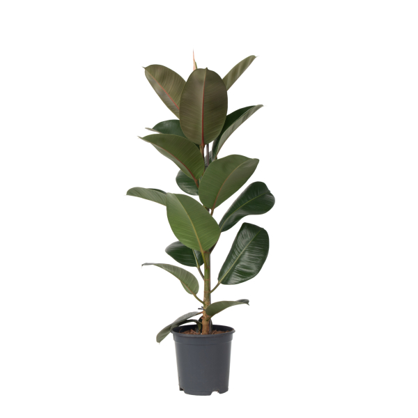 4003969172012 - Gummibaum Ficus Elastica Robusta 24cm 4003969172012 Soennecken