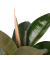 Gummibaum Ficus Elastica Robusta 24cm