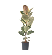 Gummibaum Ficus Elastica Tineke 24cm