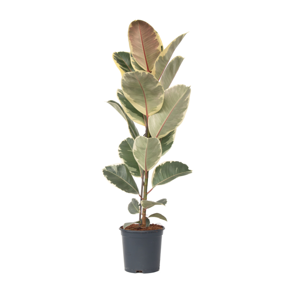 4003969172081 - Gummibaum Ficus Elastica Tineke 24cm 4003969172081 Soennecken