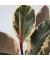Gummibaum Ficus Elastica Tineke 24cm