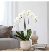 Schmetterlingsorchidee Phalaenopsis weiß 12cm