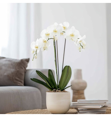 Schmetterlingsorchidee Phalaenopsis weiß 12cm