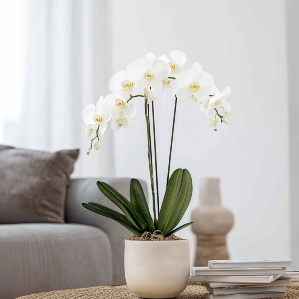4003969172159 - Schmetterlingsorchidee Phalaenopsis weiß 12cm 4003969172159 Soennecken