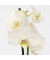 Schmetterlingsorchidee Phalaenopsis weiß 12cm